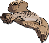 falcon demo